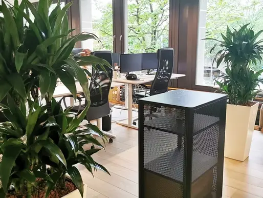 Welche entgiftenden Pflanzen für das Büro?