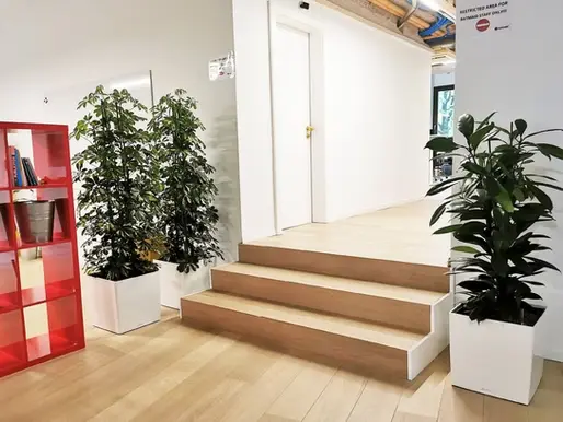 Les plantes d&rsquo;intérieur au bureau : structurer et décorer